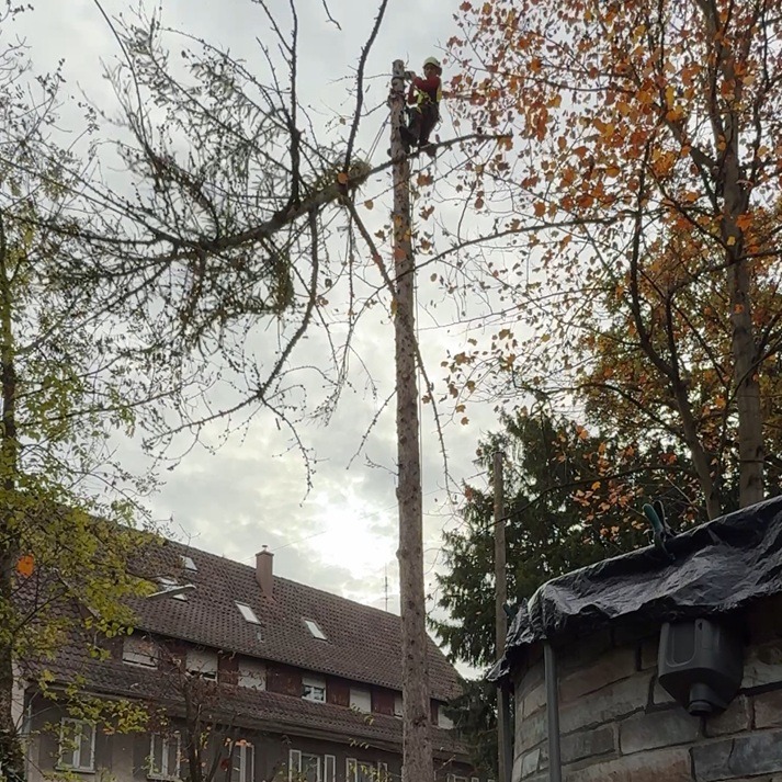 Baumkletterer mit Seilklettertechnik