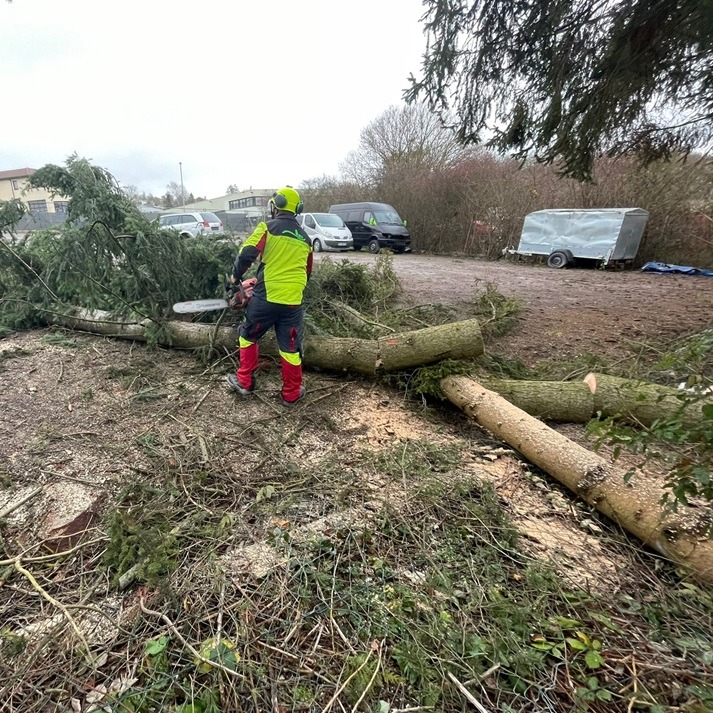 Baum klein sägen nach Fällung